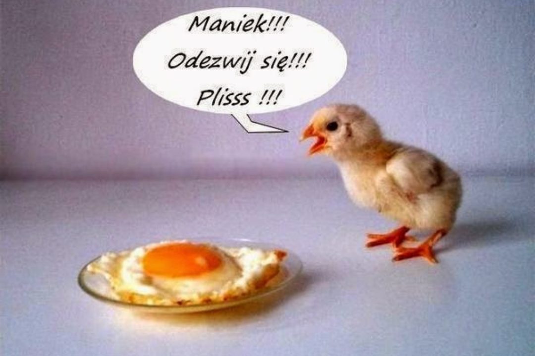 Kurczaczek? Kaczuszka? Coś, co ma związek z Wielkanocą