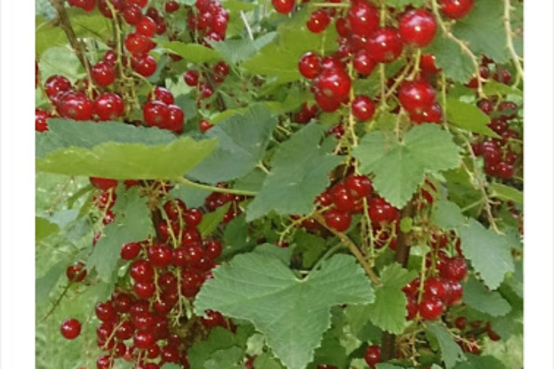 Przepis: Jogurt porzeczkowy