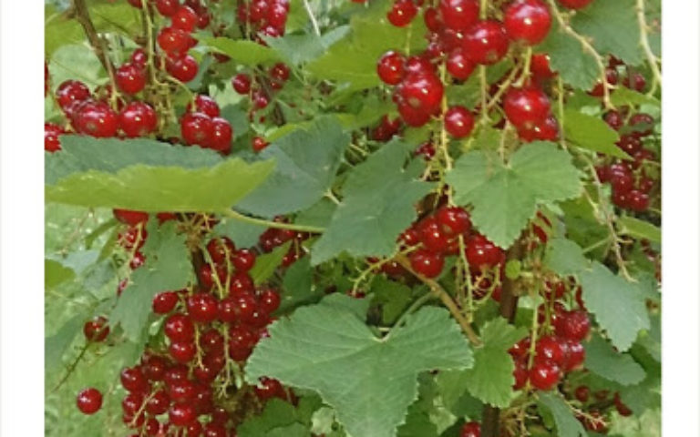 Przepis: Jogurt porzeczkowy