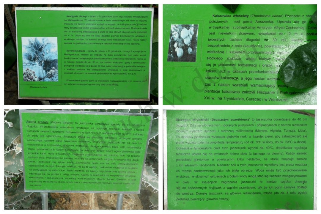 Poznańska Palmiarnia – poszerzamy zainteresowania przyrodnicze