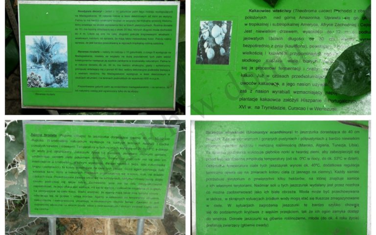 Poznańska Palmiarnia – poszerzamy zainteresowania przyrodnicze