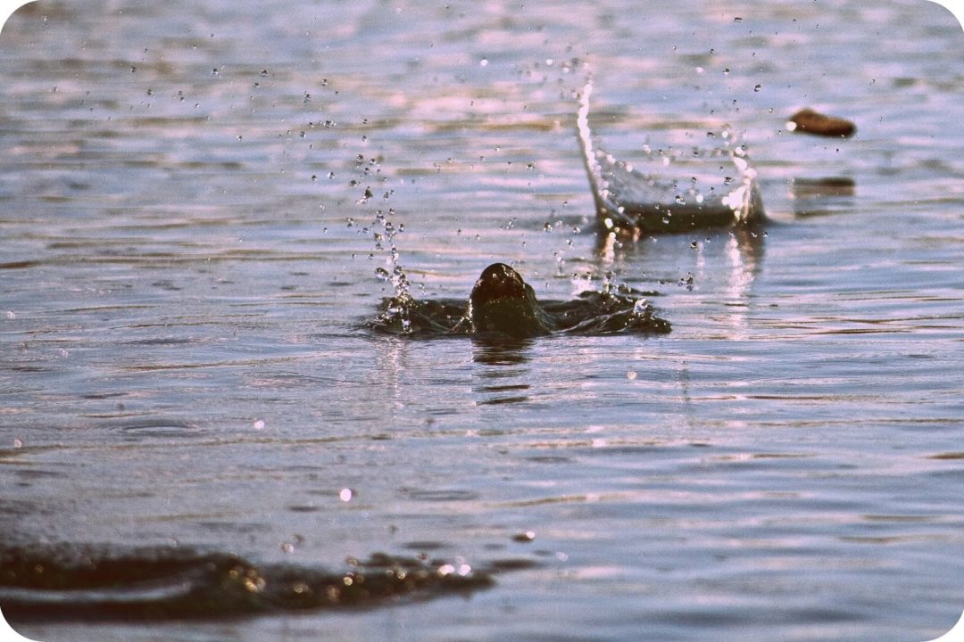 Cykl zabawy i gry podwórkowe #5: Zabawa w puszczanie kaczek Mama na pełny etat