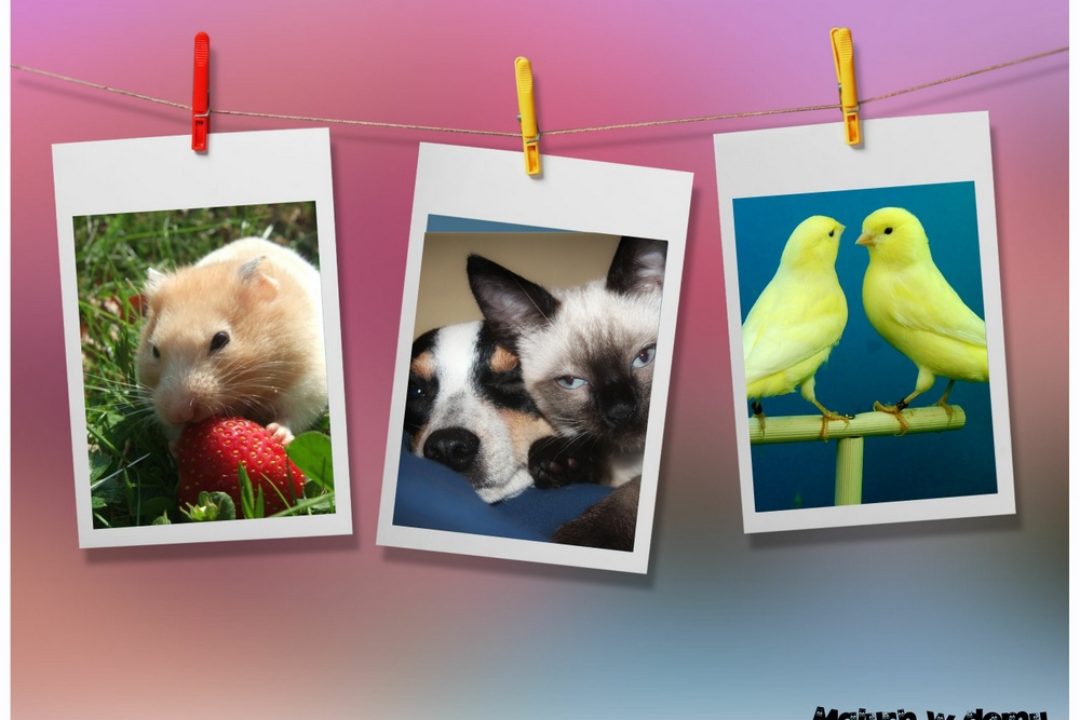 Domowy pupilek? Czym kierować się przy wyborze zwierzaka dla dziecka?