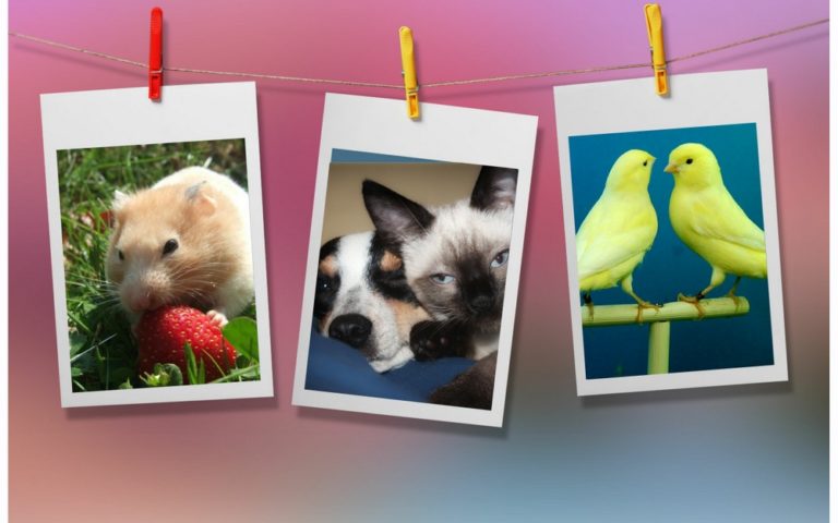 Domowy pupilek? Czym kierować się przy wyborze zwierzaka dla dziecka?