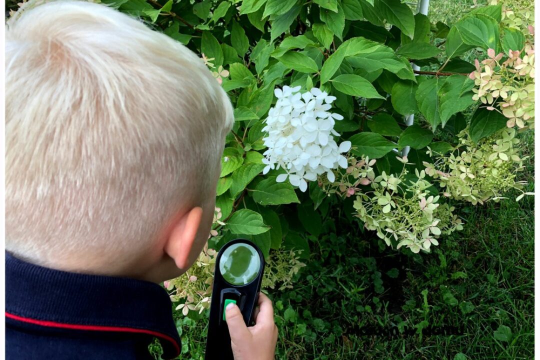 Pierwsze spotkania z naturą – jak oswoić dziecko z owadami