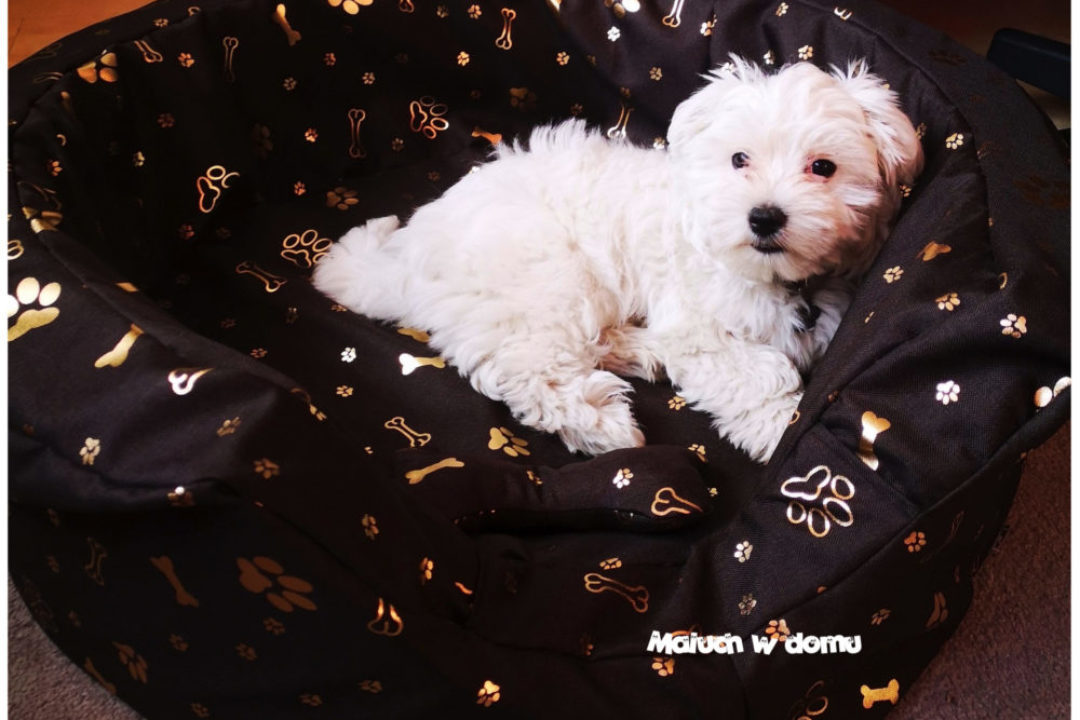 Piesek i dziecko – duet doskonały?