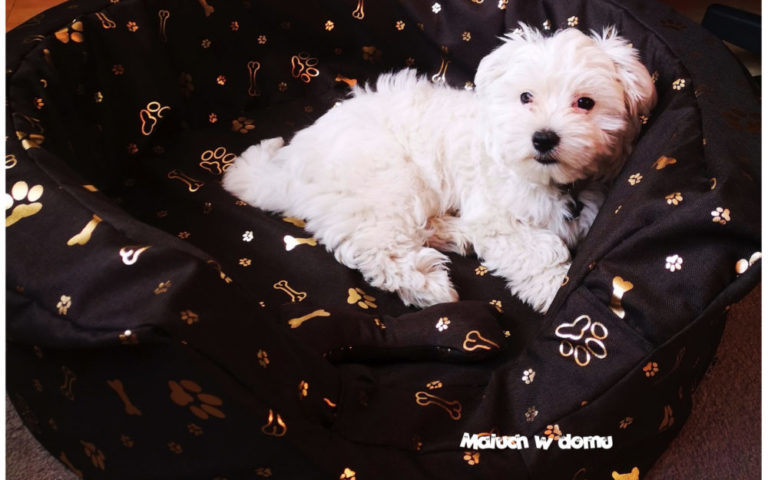 Piesek i dziecko – duet doskonały?